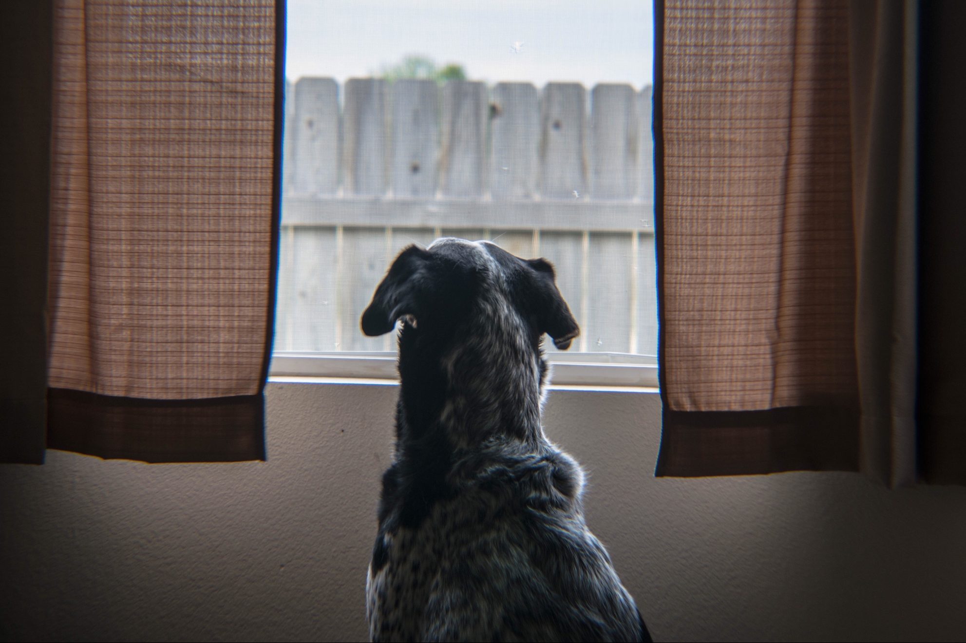 Curious Dog Looking Outside From Window