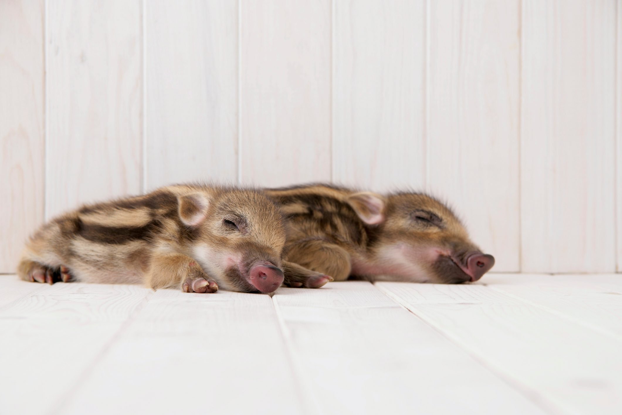 Two baby boars sleeping