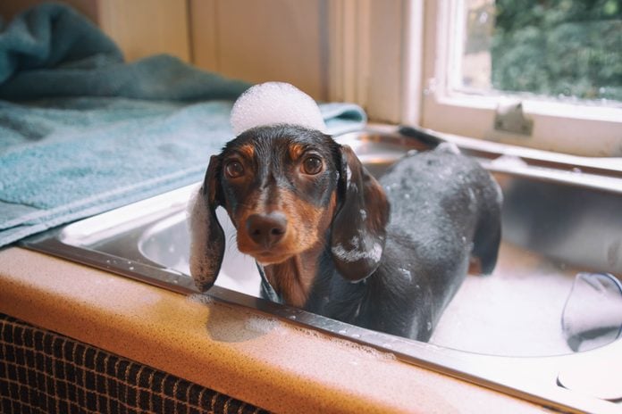 Puppy taking a bath in a kitchen sink with soap bubbles on his head