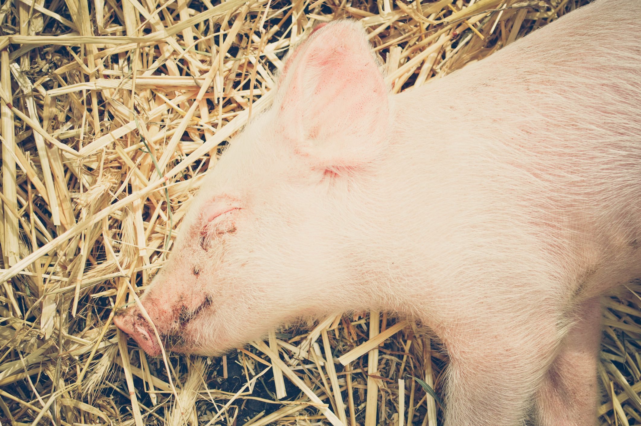 Baby piglet sleeping on hay