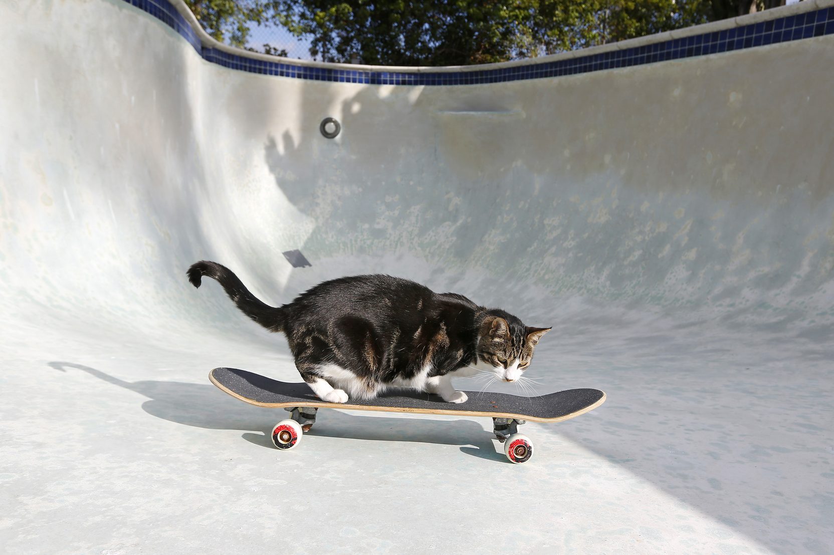 A cat rides a skateboard in an empty pool in San Diego, California.