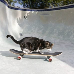 A cat rides a skateboard in an empty pool in San Diego, California.