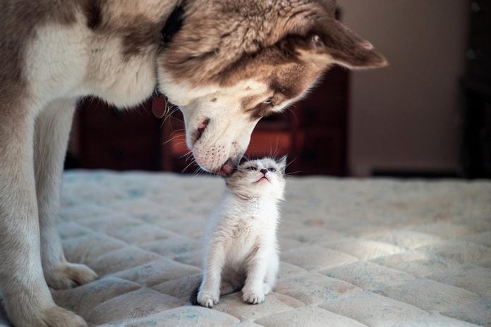 A husky smelling a kitten.