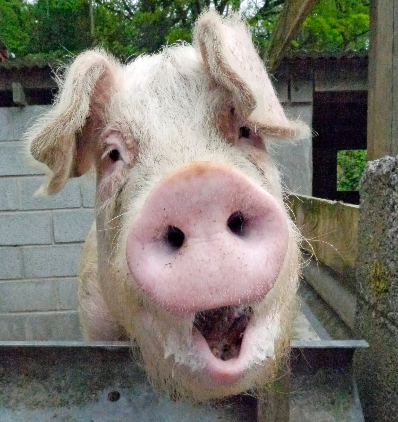 close up of pig snout