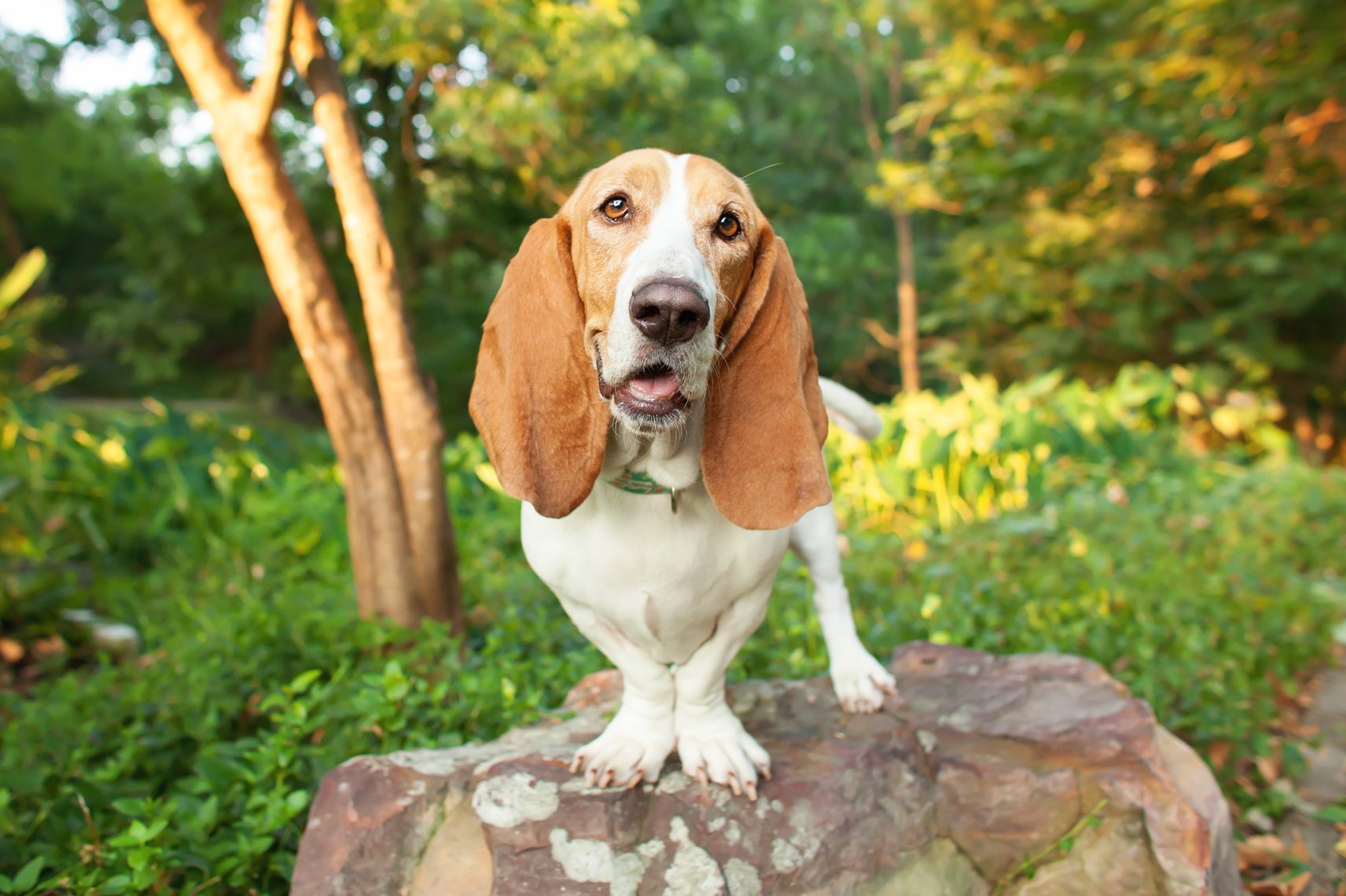 Portrait of basset hound standing on rock