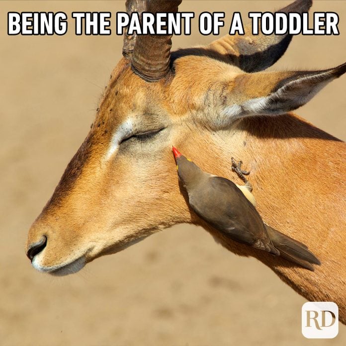 Deer being pecked in the eye by a small bird. MEME TEXT: Being the parent of a toddler