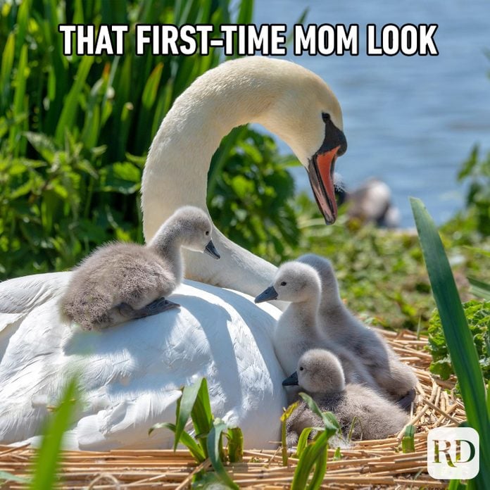 A mother goose and her goslings. MEME TEXT: That first-time mom look