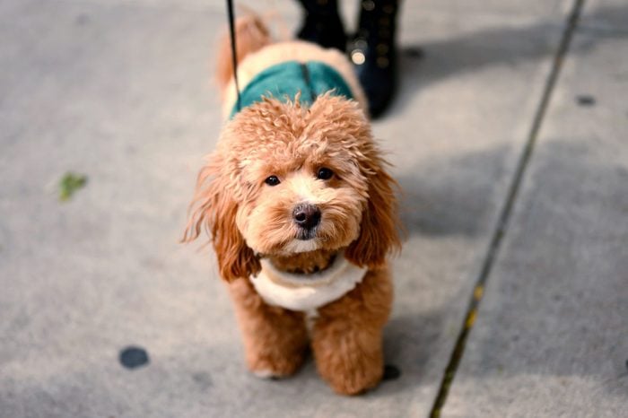 Poovanese, Havanese And Poodle Mix, having a walk in the city