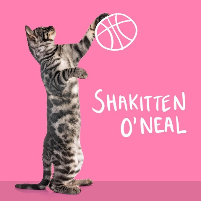 Cat grabbing a basketball named Shakitten O'Neal