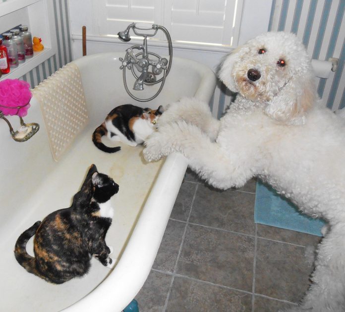 large dog leaning on the edge of a bathtub where two cats are sitting inside