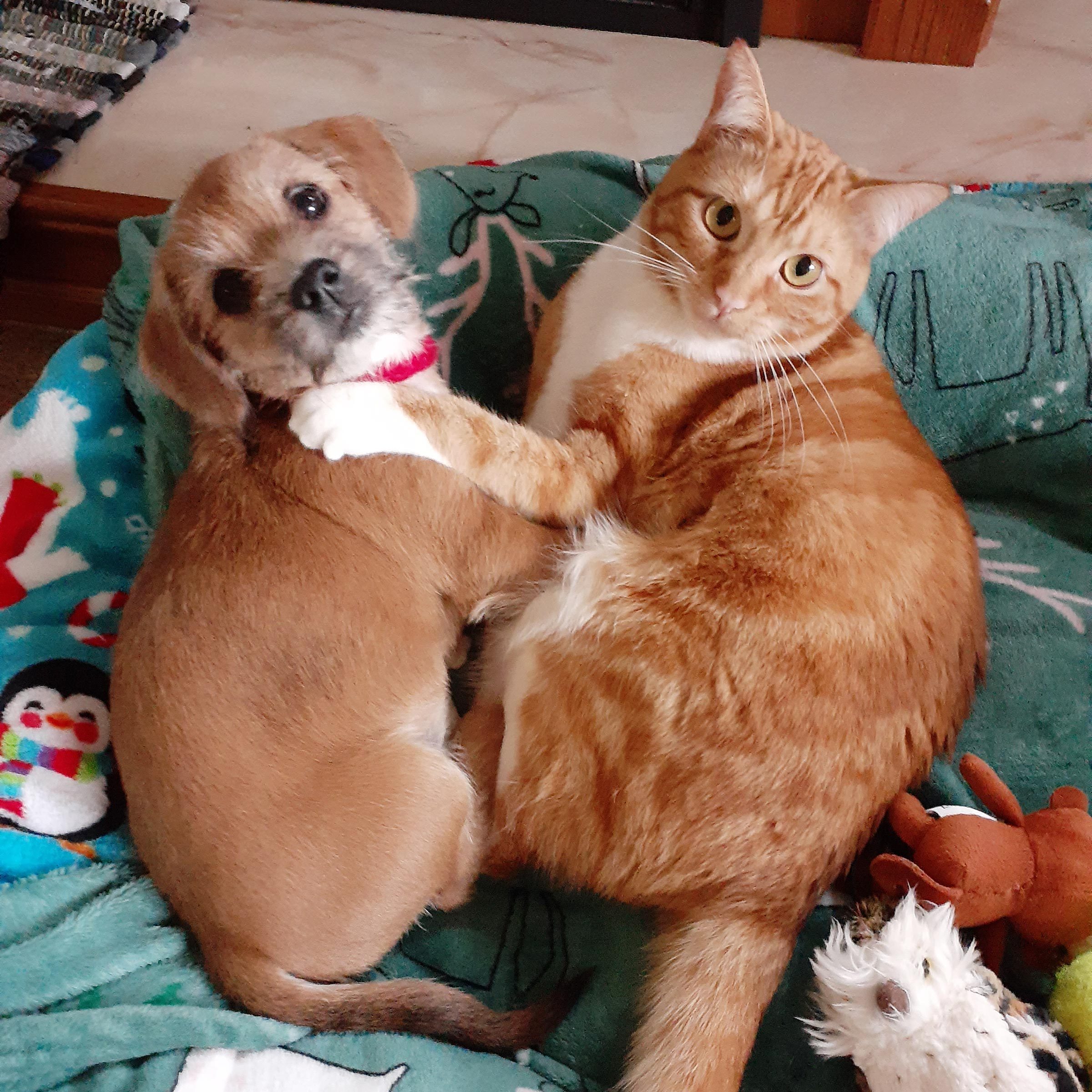 small dog and cat cuddling and looking at the camera as if they were surprised