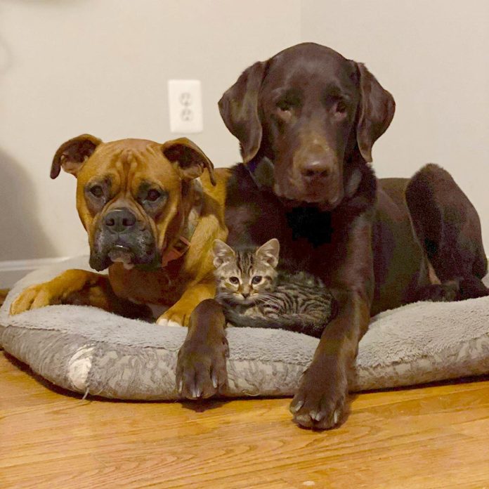 small kitten sitting with two tough-looking large dogs all sharing one dog bed