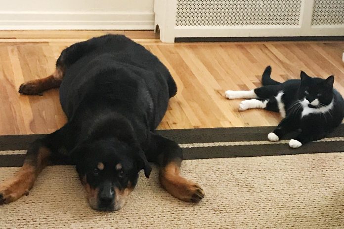 cat looking judgementally at a dog sitting in a "sploot" position