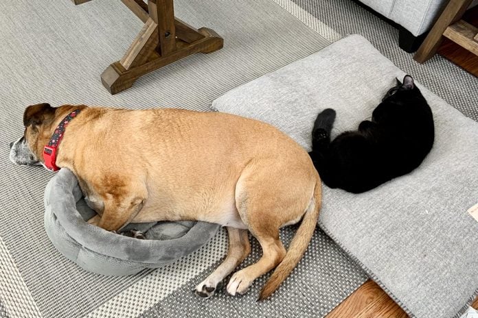 large dog in a small cat bed next to a small cat on a large dog bed