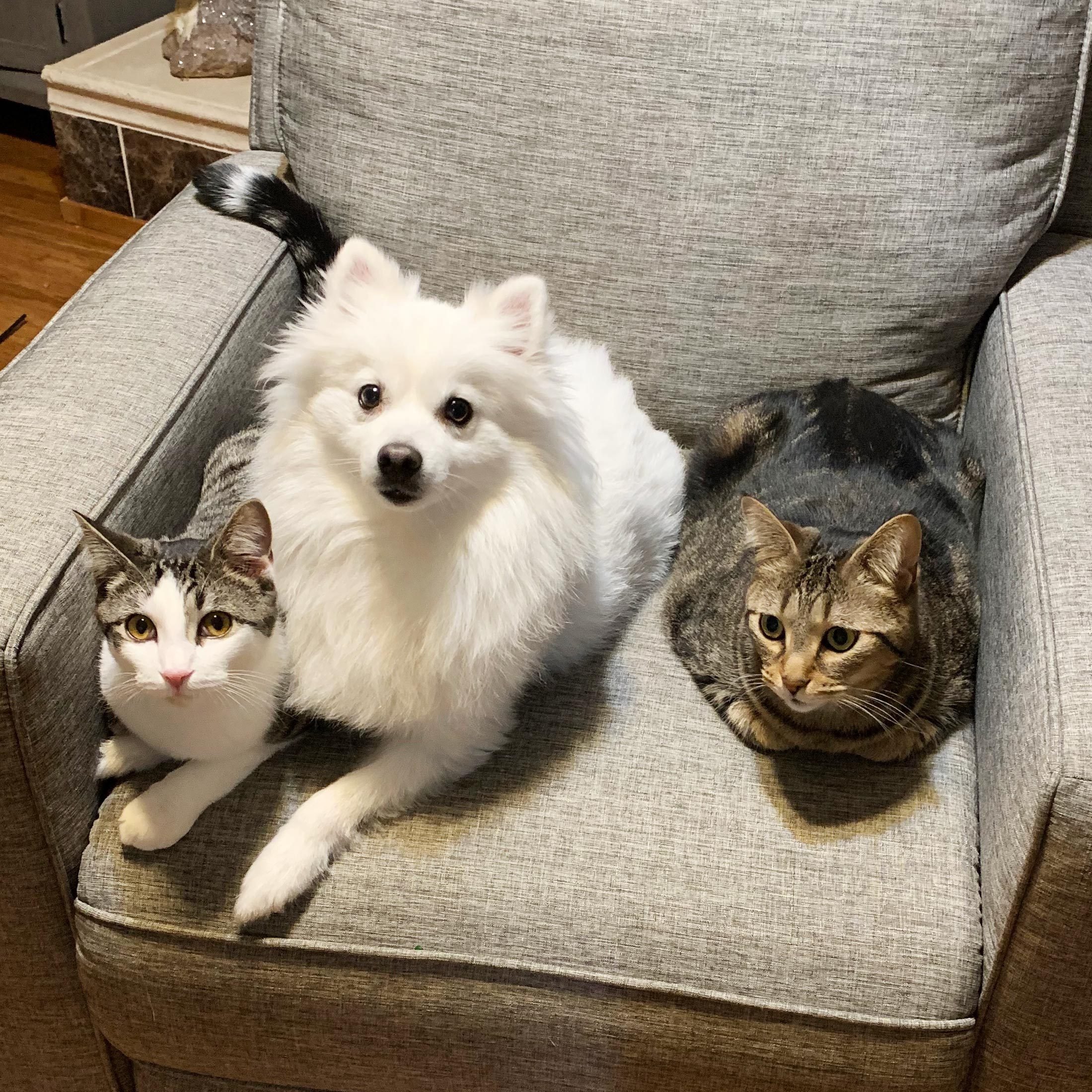 two cats and a dog sitting in one chair looking up at the camera with impatience