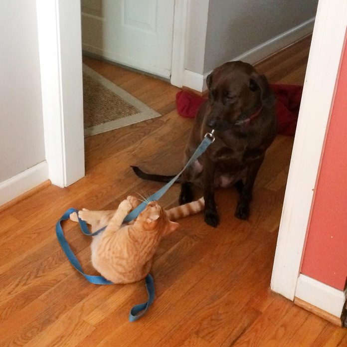 cat pulling on a leash attached to a large dog