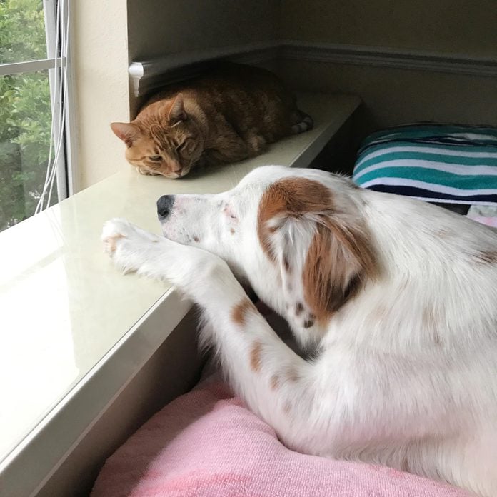 dog and cat sleep near eachother on a wide windowsill