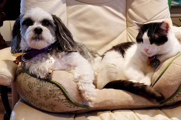 dog and cat sharing one pet bed