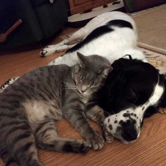 dog and cat sleeping together on the floor