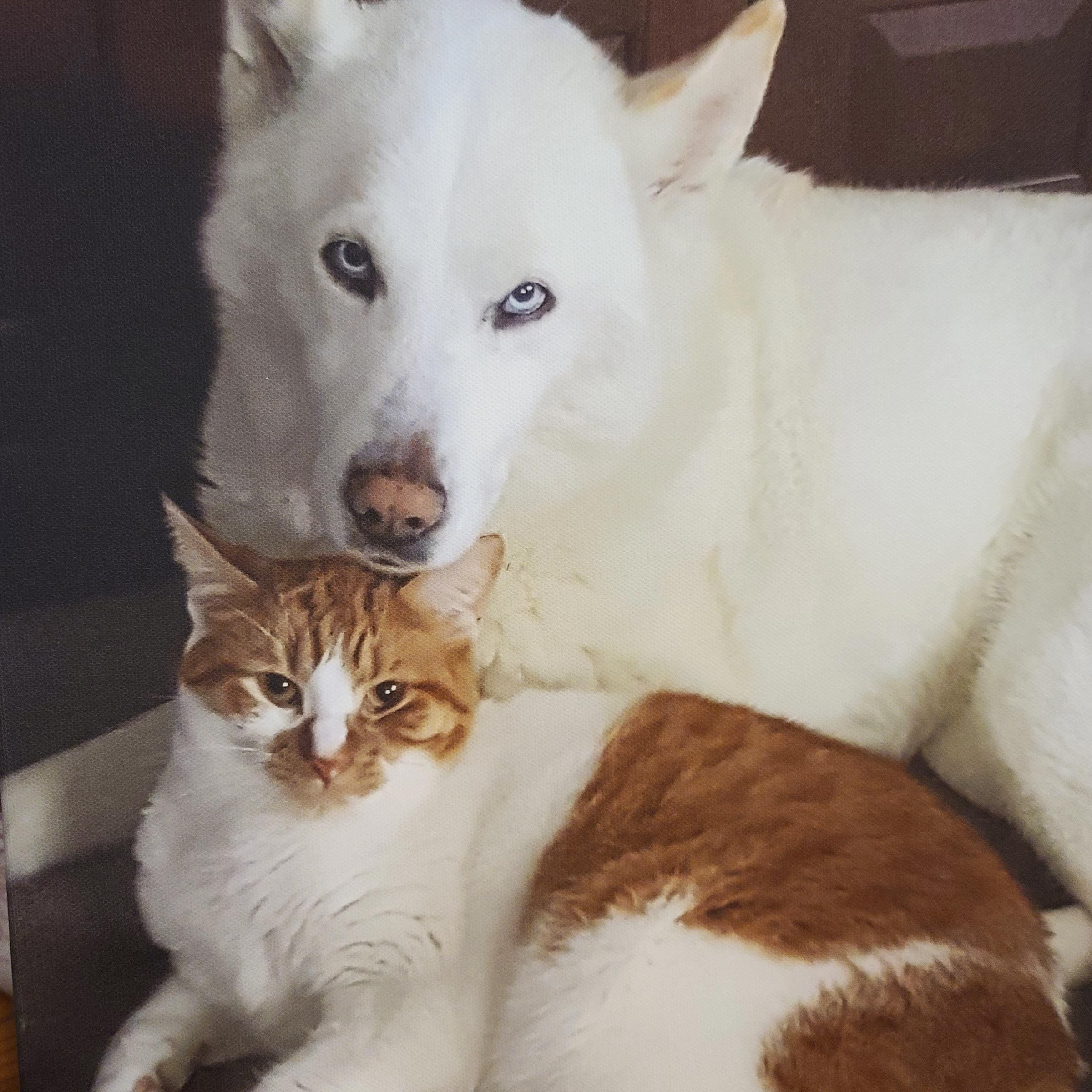 large white dog sitting closely with orange and white cat