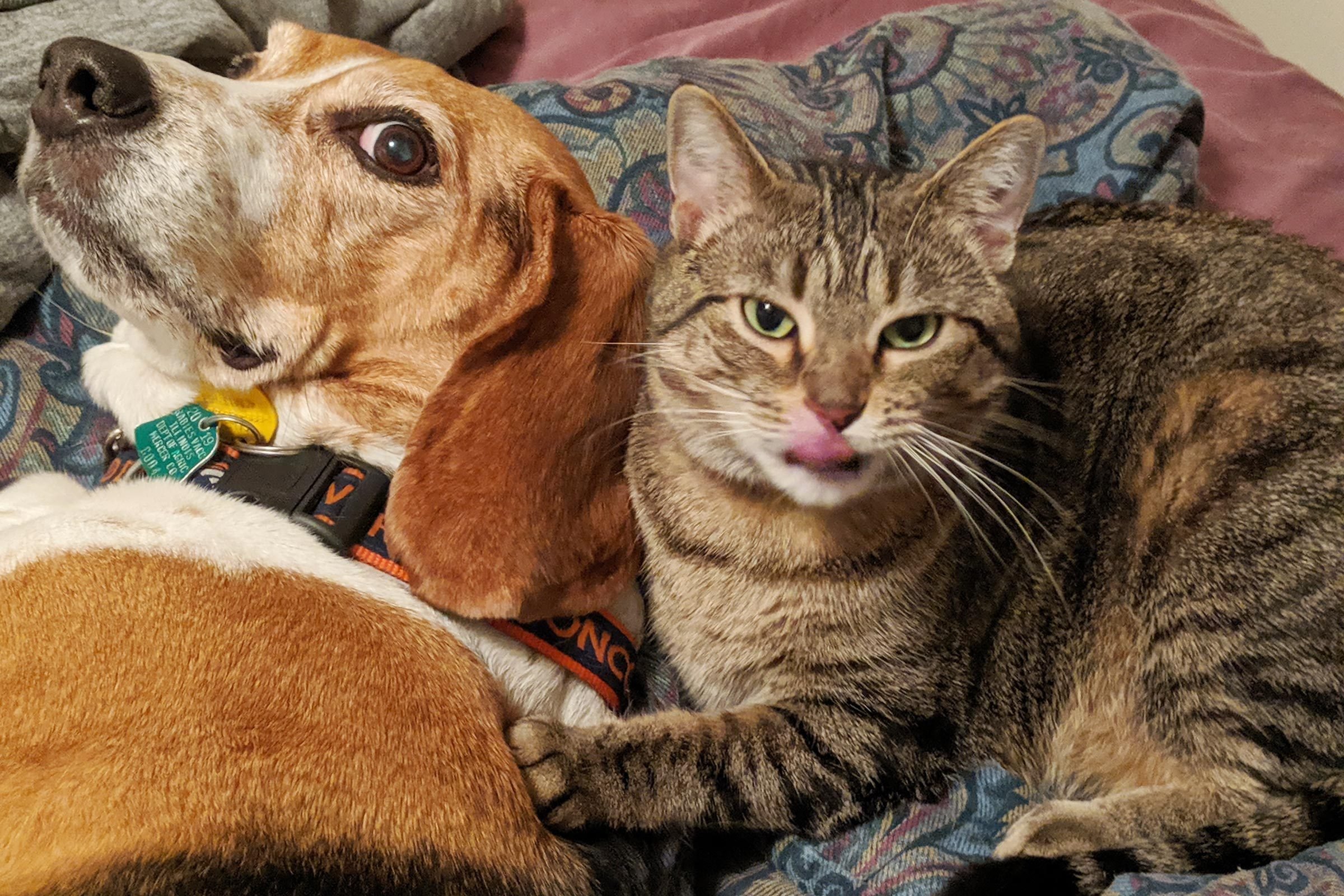 dog and cat sitting together, both looking at the camera