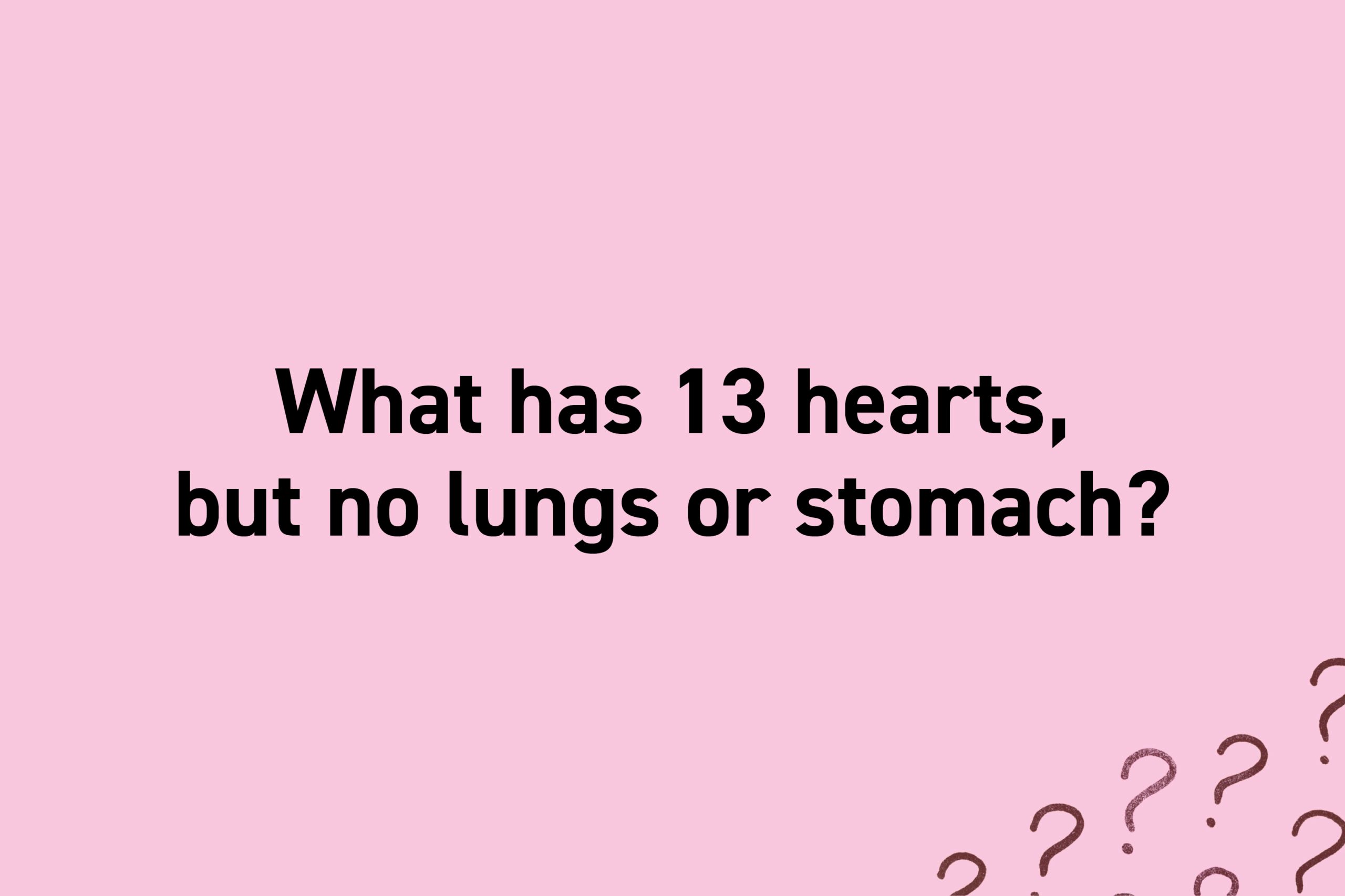 What has 13 hearts, but no lungs or stomach?