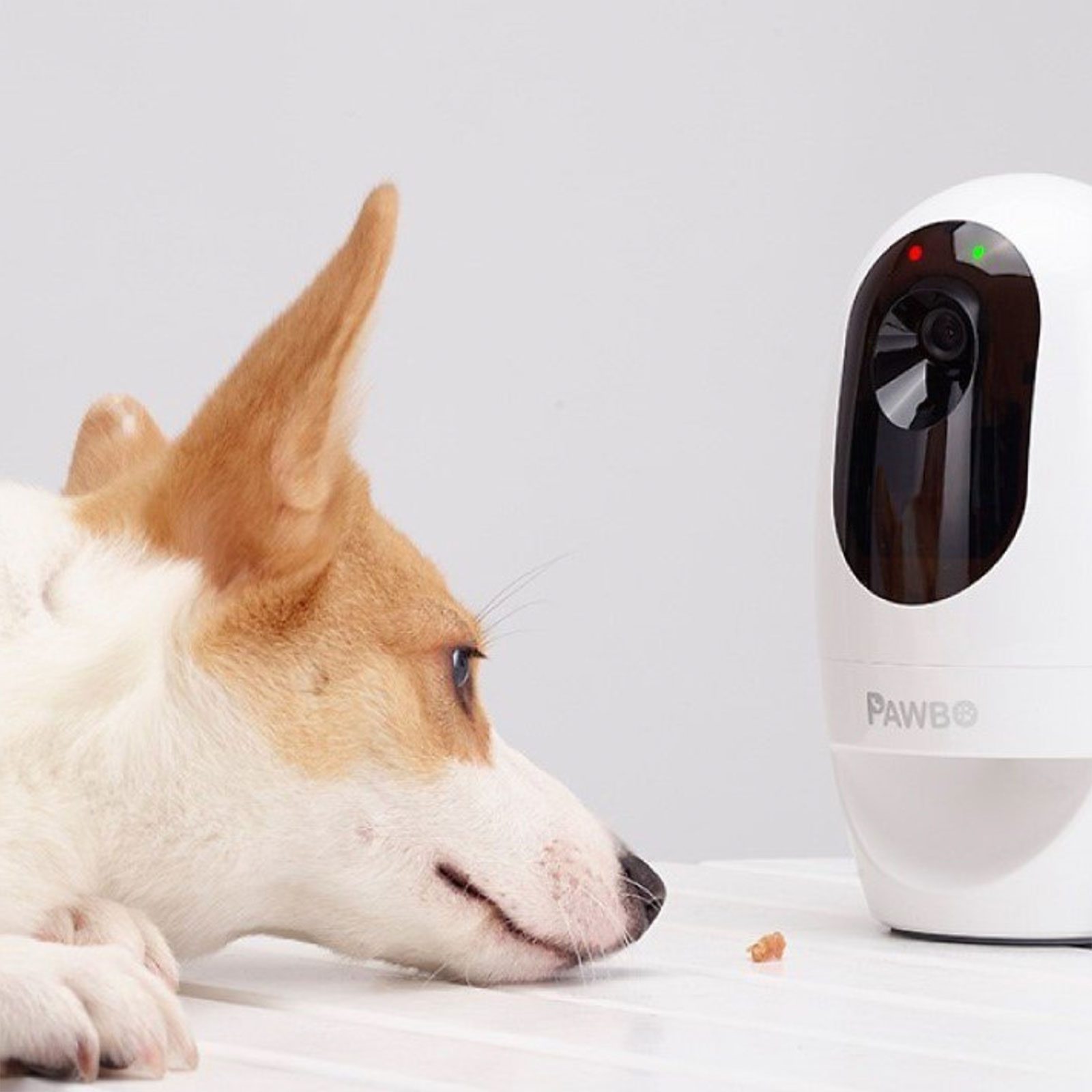 Best pet camera for cats: Pawbo Life