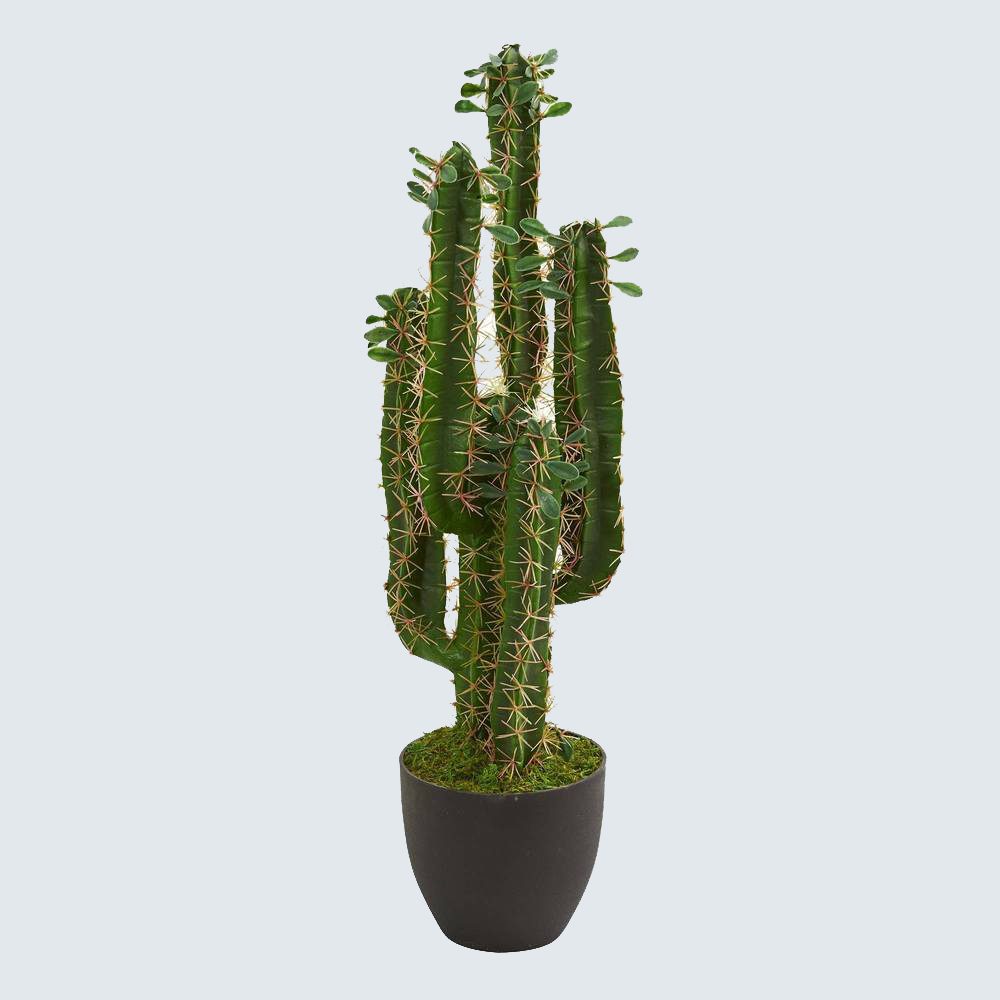 fake San Pedro cactus