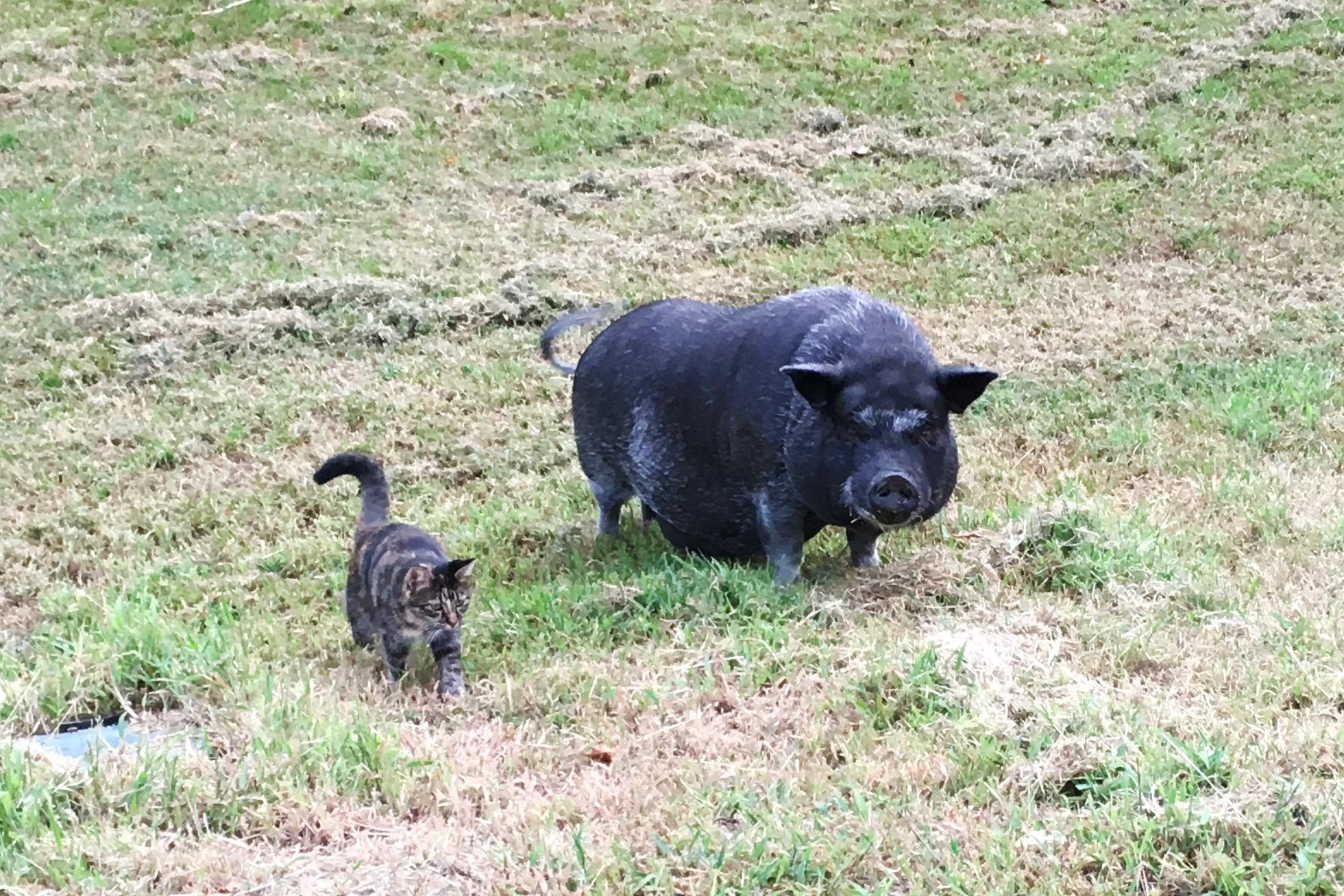 pig and cat pet pals