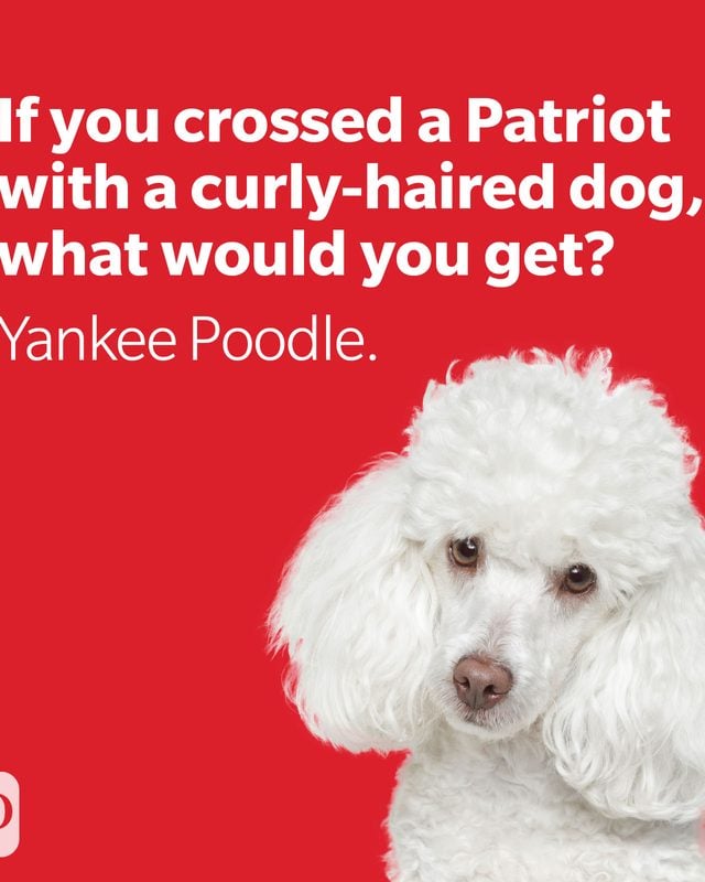Poodle on red background with joke