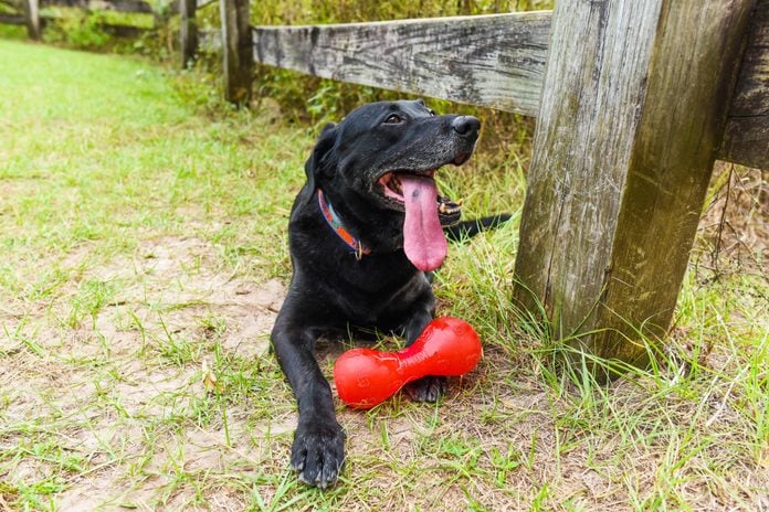 black lab panting in yard with red toy