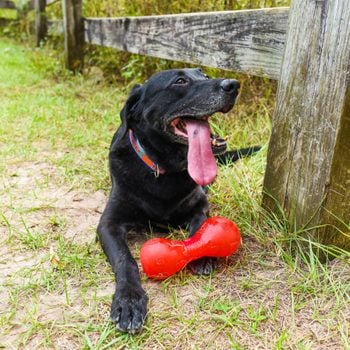 black lab panting in yard with red toy