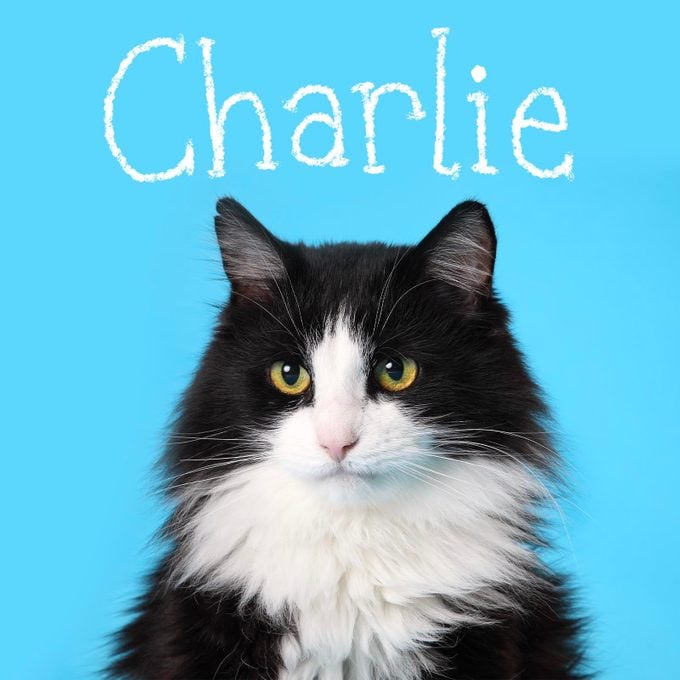 Boy cat name "Charlie" handwritten on a photo of a cat on a blue background
