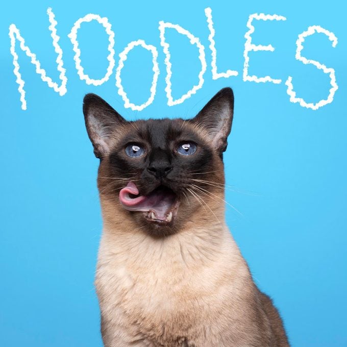 Boy cat name "Noodles" handwritten on a photo of a cat on a blue background