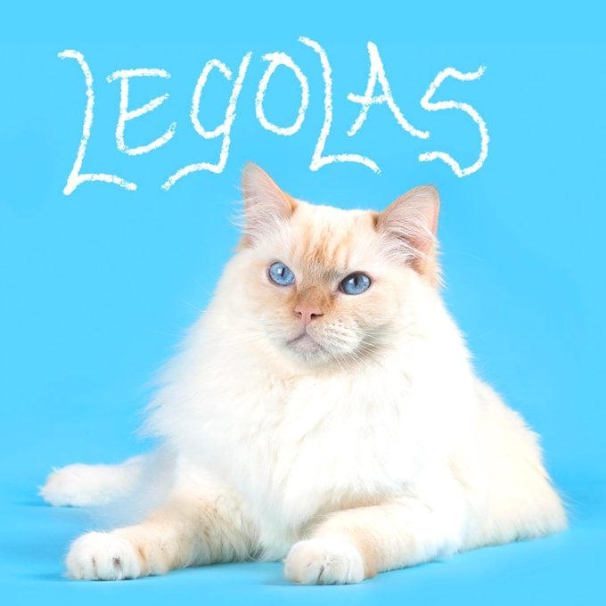 Boy cat name "Legolas" handwritten on a photo of a cat on a blue background