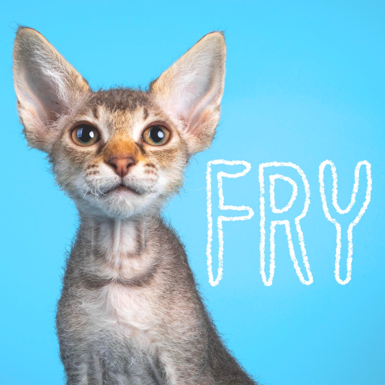Boy cat name "Fry" handwritten on a photo of a cat on a blue background