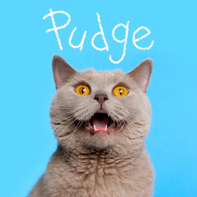 Boy cat name "Pudge" handwritten on a photo of a cat on a blue background