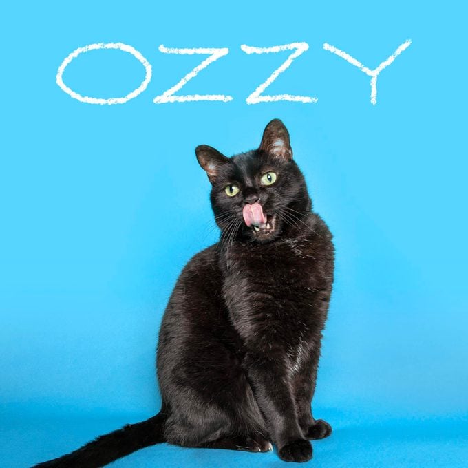 Boy cat name "Ozzy" handwritten on a photo of a cat on a blue background