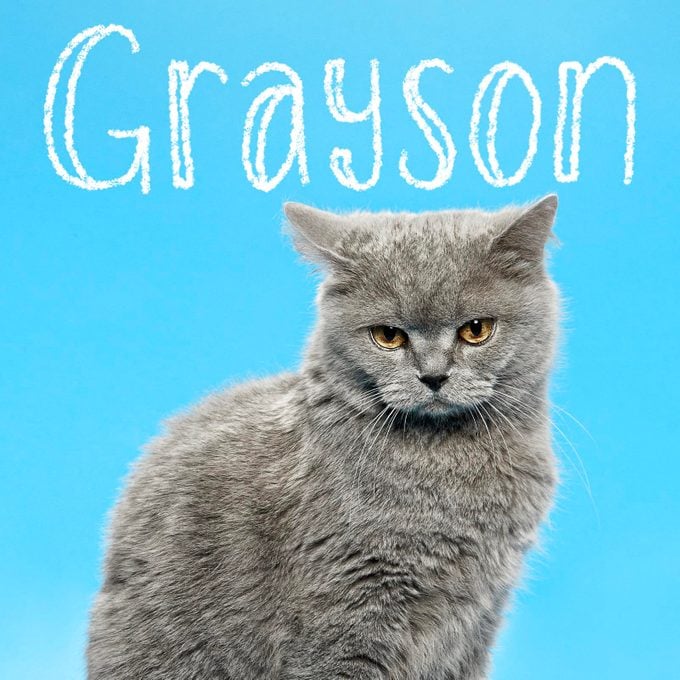 Boy cat name "Grayson" handwritten on a photo of a cat on a blue background