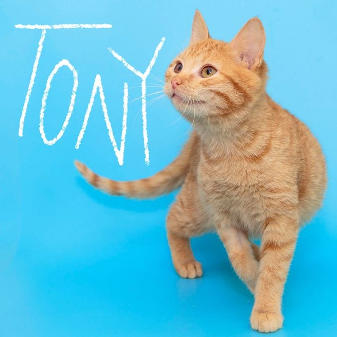 Boy cat name "Tony" handwritten on a photo of a cat on a blue background