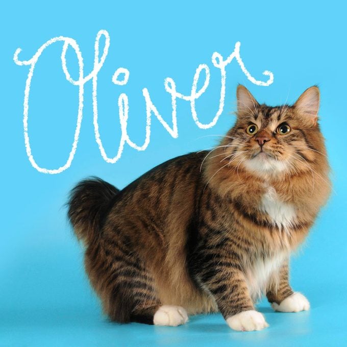 Boy cat name "Oliver" handwritten on a photo of a cat on a blue background