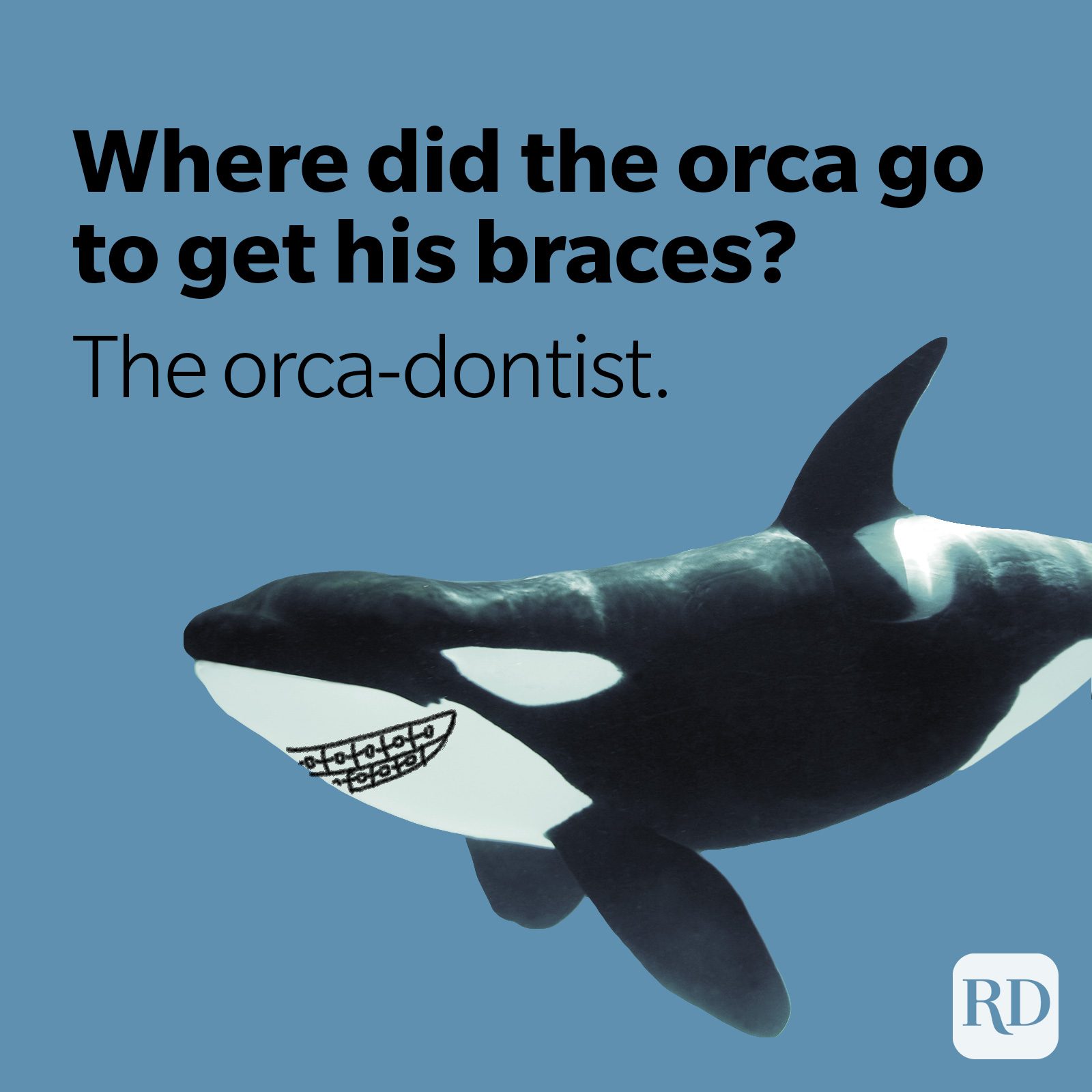 Orca whale with braces after visiting orca-dentist