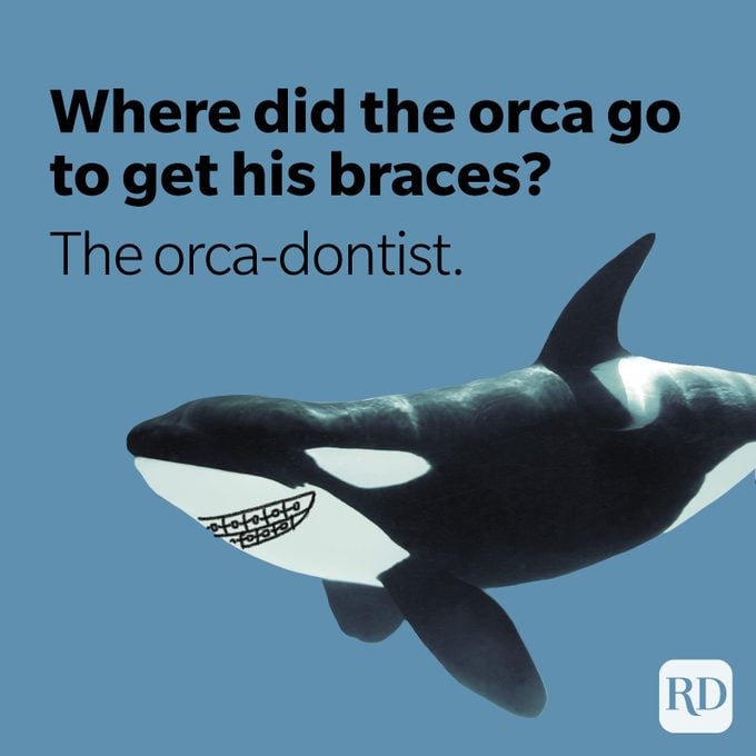 Orca whale with braces after visiting orca-dentist