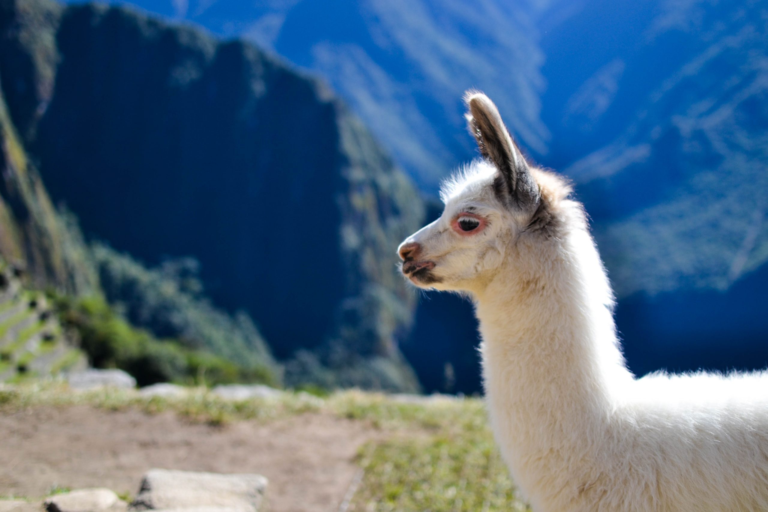 Juvenile Alpaca on Machu Picchu