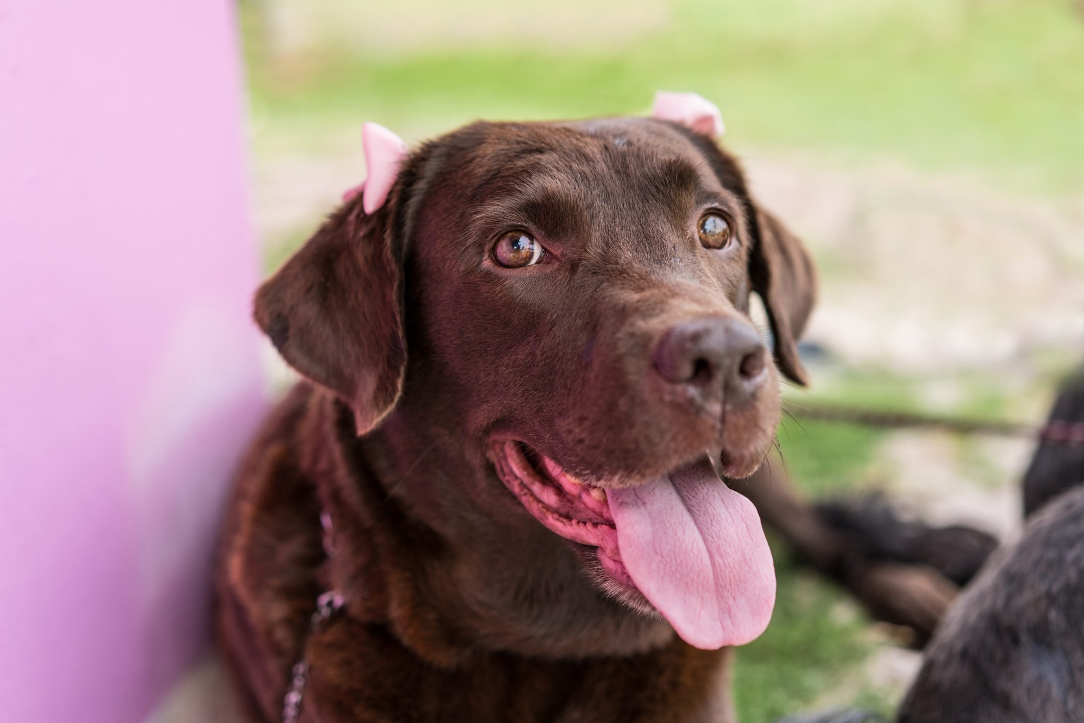 Labrador retriever with pink bows