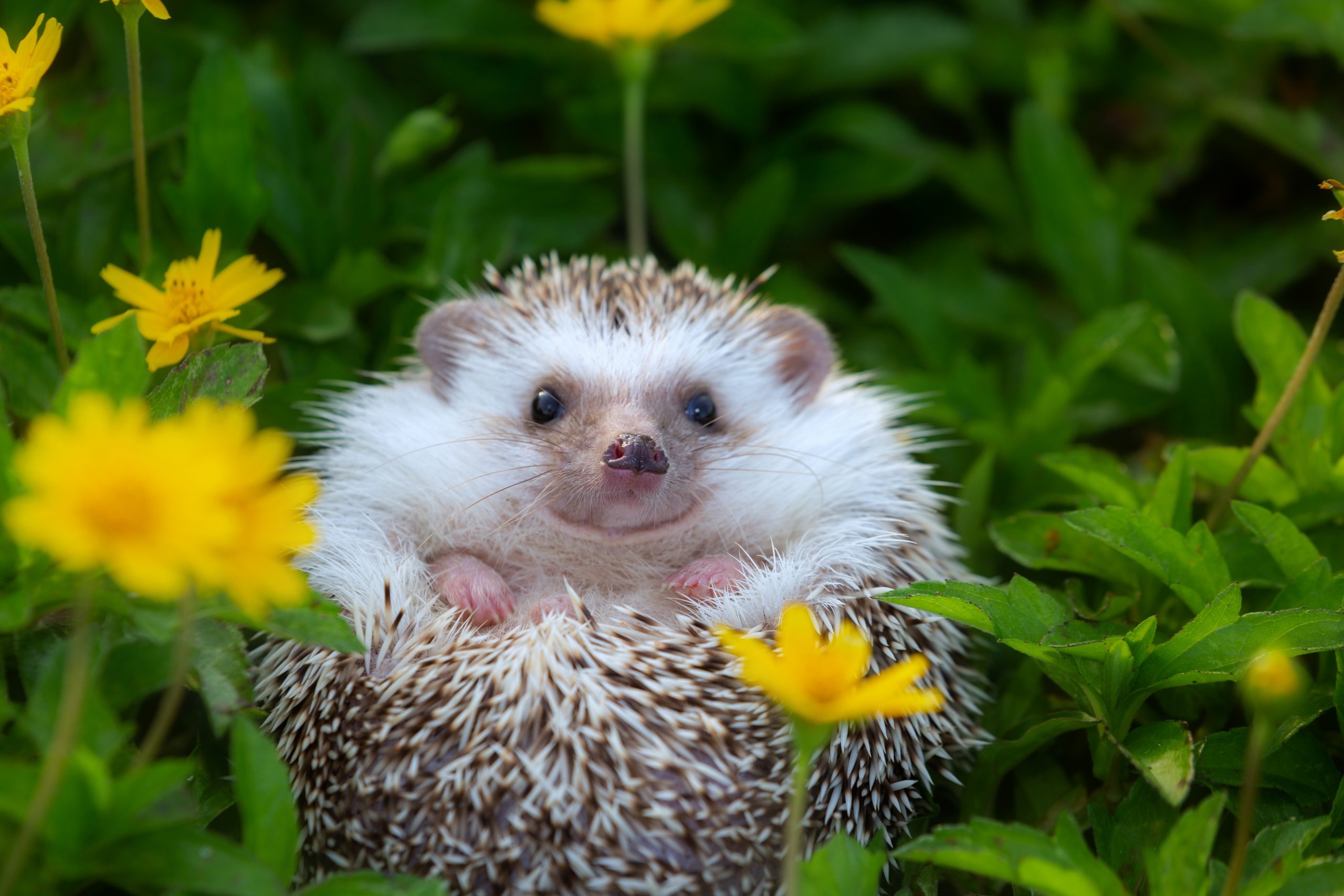 European Hedgehog playing at the flower garden, very pretty face and two front paws.