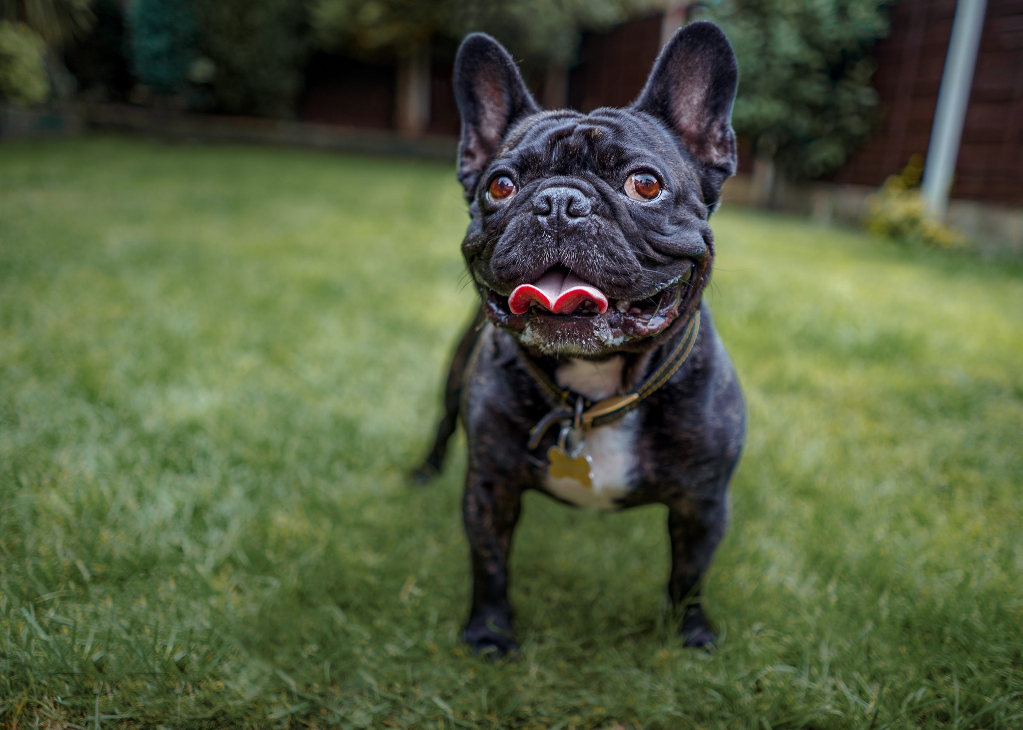 View of french bulldog standing on grass