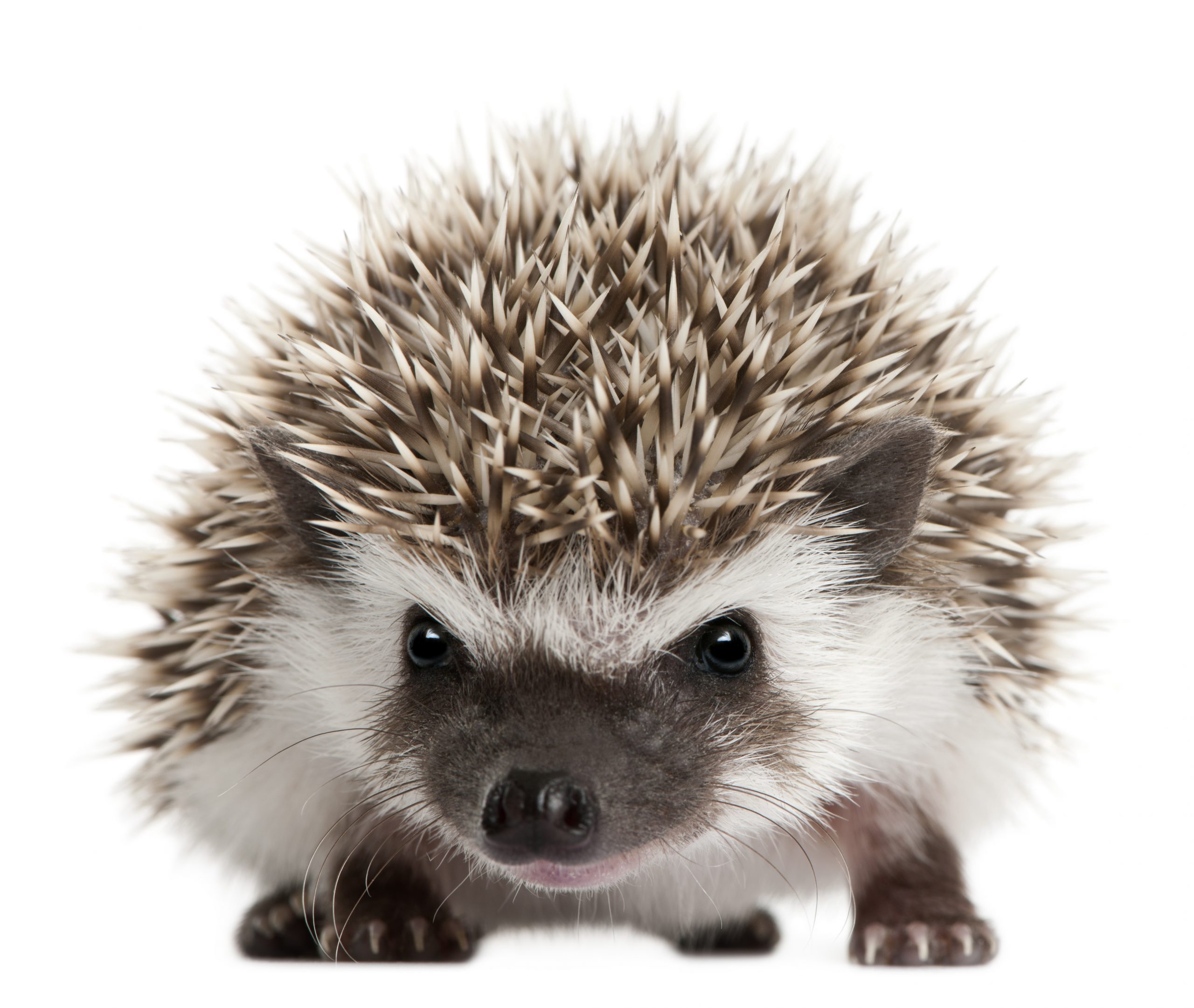 Four-toed Hedgehog, Atelerix albiventris, 3 weeks old, in front of white background
