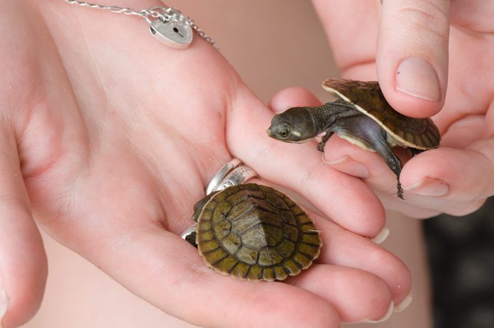 Pet baby turtles held in hand