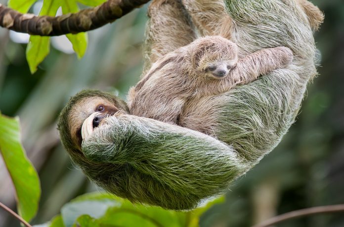 Brown-throated three-toed sloth mother and baby hanging in a treetop, Costa Rica